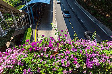 宝可梦世界锦标赛《大集结》组战况 北美代表队夺冠